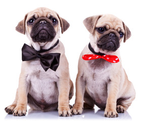 lady and gentleman pug puppy dogs