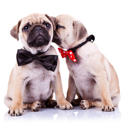 adorable pug puppy dogs couple