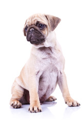 Obraz premium cute pug puppy dog looking to a side