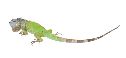 Iguana iguana isolated on white background