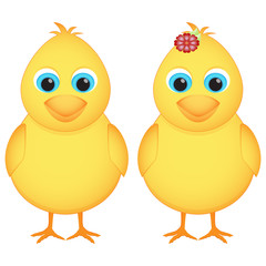 Rooster and hen chicks isolated on white.