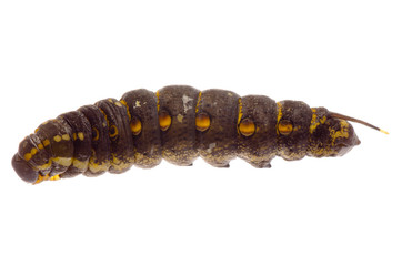 cocoon caterpillar