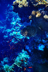 Naklejka na ściany i meble Grupa koralowców wodzie ryb.