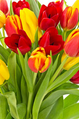 Colorful tulips close up