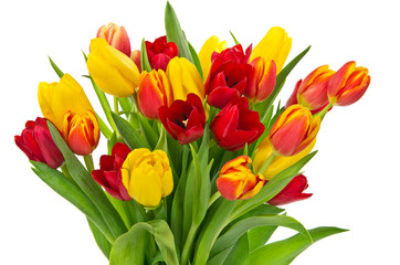 Tulips over white background