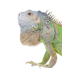 Iguana