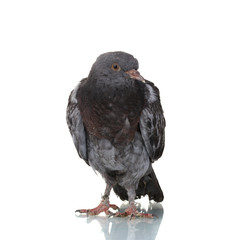 One grey pigeon isolated on white