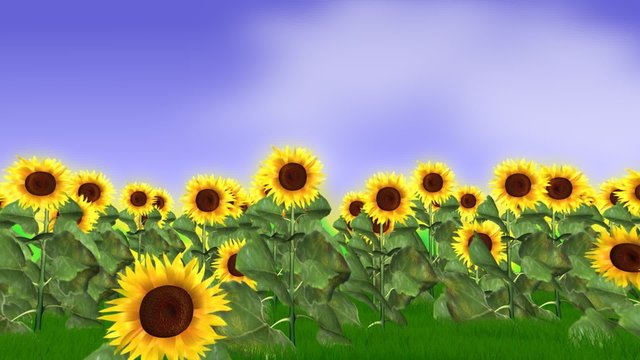 Sunflowers_HD_LOOP_64