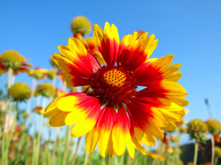 Red-yellow flower