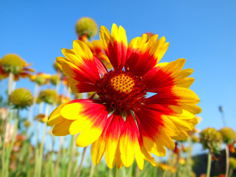 Fototapeta Red-yellow flower