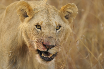 fletschender Löwe