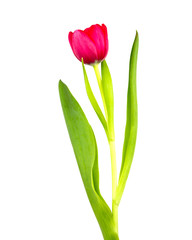 Red tulip,isolated