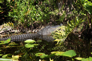 Alligator and wildlife of the Everglades National Park, Florida-
