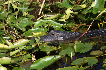 Alligator and wildlife of the Everglades National Park, Florida-