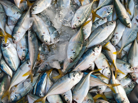 Fresh mackerel in the market