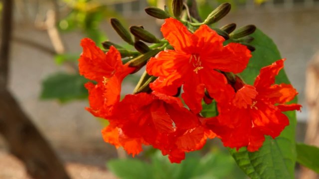 Geiger tree,cordial flowers