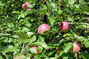 Apples on tree