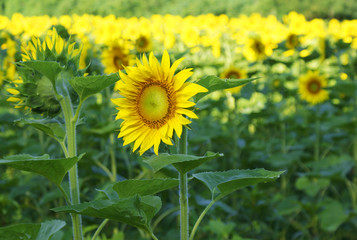 Sunflower