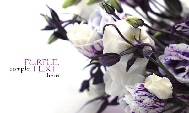Fototapeta purple flowers on a white background