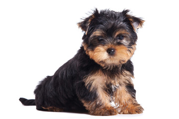 Yorkshire terrier puppy on white