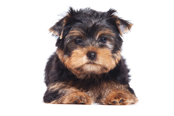 Yorkshire terrier puppy on white