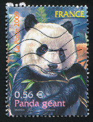 Obraz premium Giant Panda