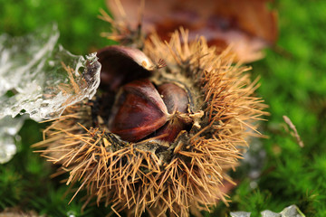 Ch&acirc;taignes et glace
