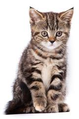Little Kitten on white background