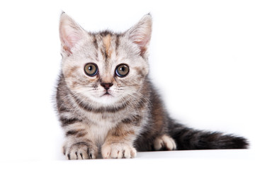 Obraz premium Little Kitten on white background