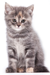 Obraz premium Little Kitten on white background