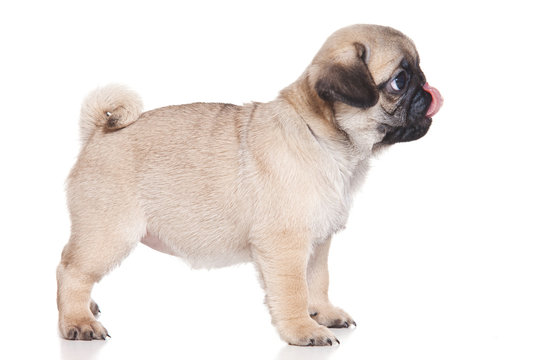 Pug Puppy On White Background