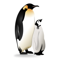 manchot empereur et son petit