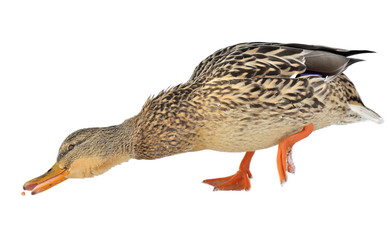 Mallard Duck Stretching for Food Isolated on White Background