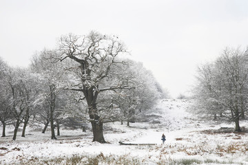 Winter landscape of Richmond Park