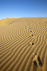 Foot prints in the sand dunes. Thar Desert, Rajasthan