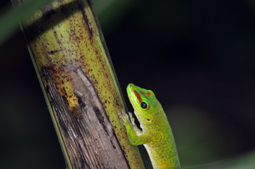 Gecko, Grosser Madagaskar-Taggecko