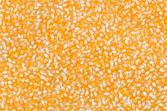 Texture with mais for popcorn