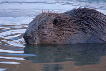 Close-up of Eurasian beaver (Castor fiber, male)