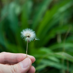 dandelion