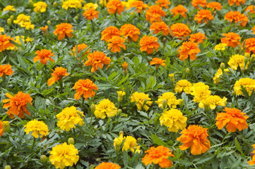 variety  of flowers, close-up