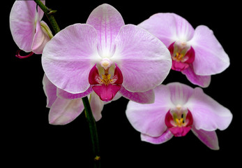 Fototapeta na wymiar Orchidea na czarnym tle z bliska