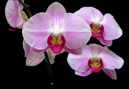 Orchid on black background close up