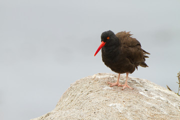 black oystercatcher