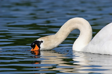 swan on lake