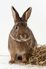 Kaninchen mit Heu