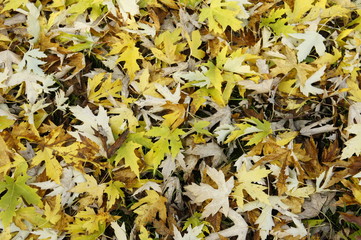 foglie texture sfondo trama