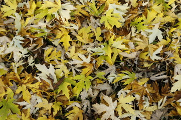 foglie texture sfondo trama