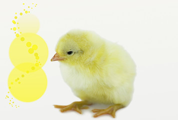 Küken - Chick