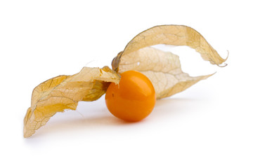 Physalis isolated on white