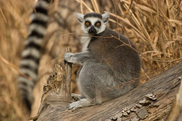 Ring-tailed Lemur sitting